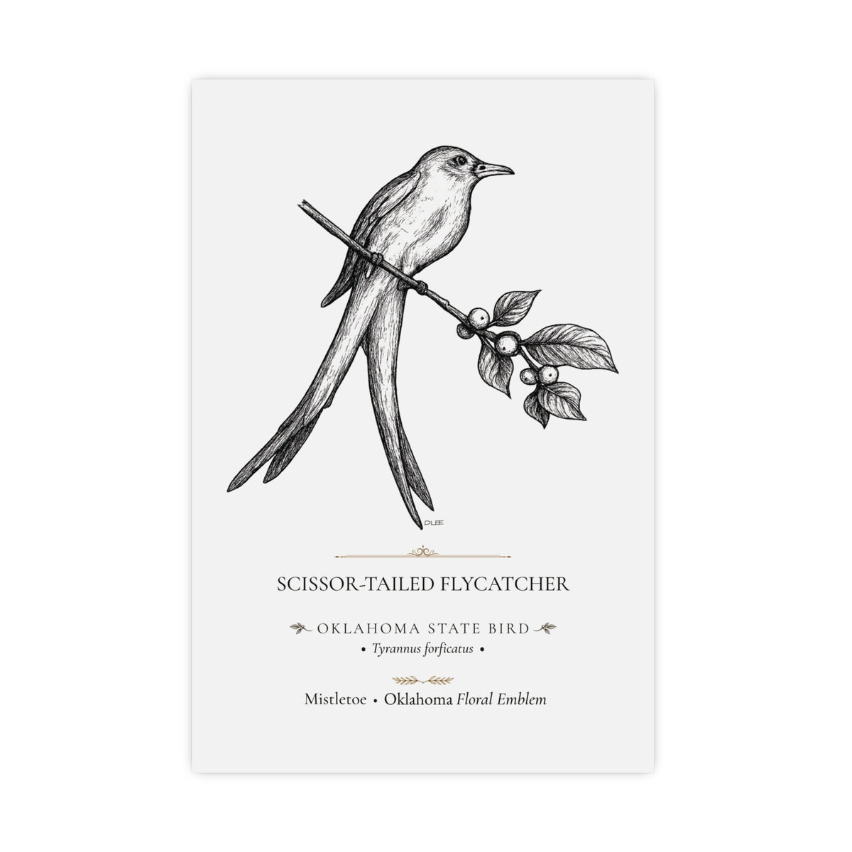 Scissor-Tailed Flycatcher Art Print, Oklahoma State Bird, Vintage Nature Wall Art