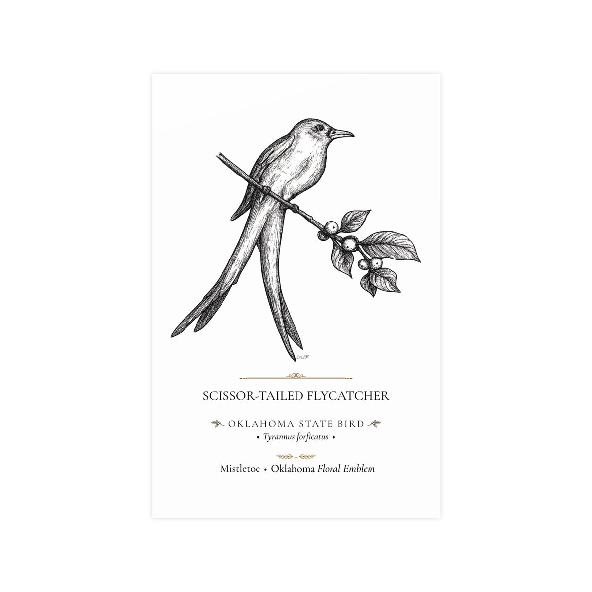 Scissor-Tailed Flycatcher Art Print, Oklahoma State Bird, Vintage Nature Wall Art