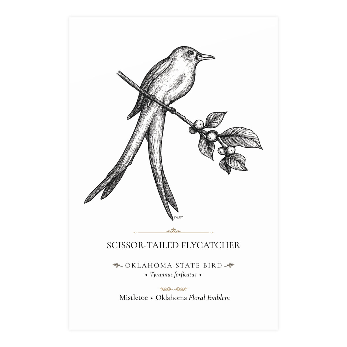 Scissor-Tailed Flycatcher Art Print, Oklahoma State Bird, Vintage Nature Wall Art